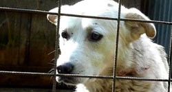 Slomljeno srce, beznađe i umor od života - sve to piše u tužnim očima ovog psa